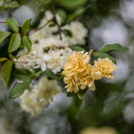 Beechworth Cedar Cottages 客房 照片